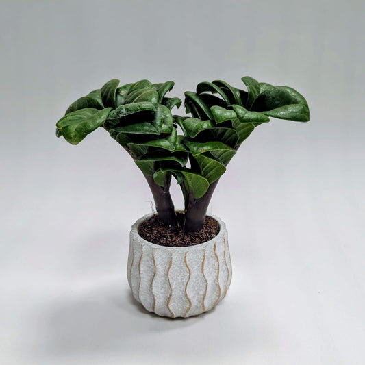 Zz Zenzi Mini plant and Wavy Pot
