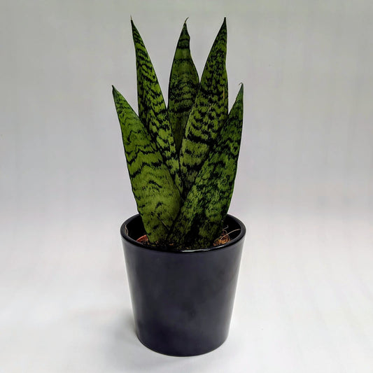 Zeylanica Snake Plant in Straight Black Gloss Pot