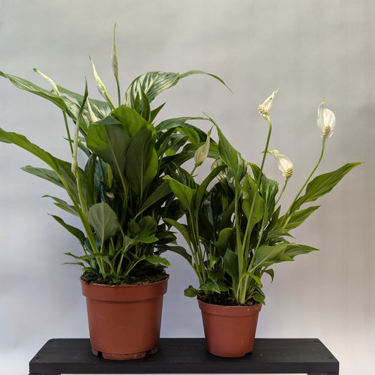 Peace Lily - 12cm