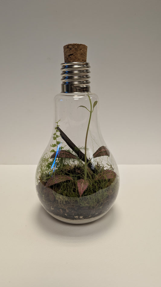 Lightbulb Terrarium