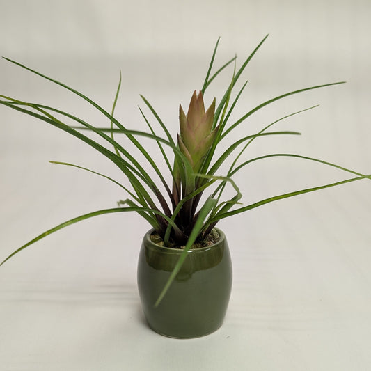 Green Pot + Pink Quill