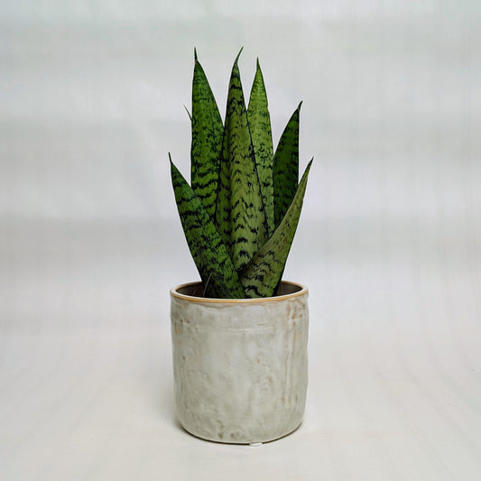 Stone Glazed Pot + Snake Plant