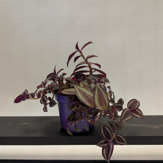 Tradescantia - 8.5cm