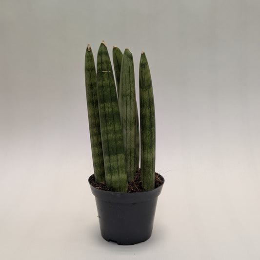 Sansevieria Cylindrica - 7cm