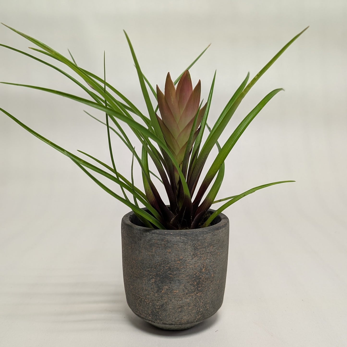 Tivoli Pot + Pink Quill