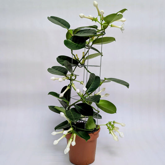 Madagascar Jasmine - 12cm