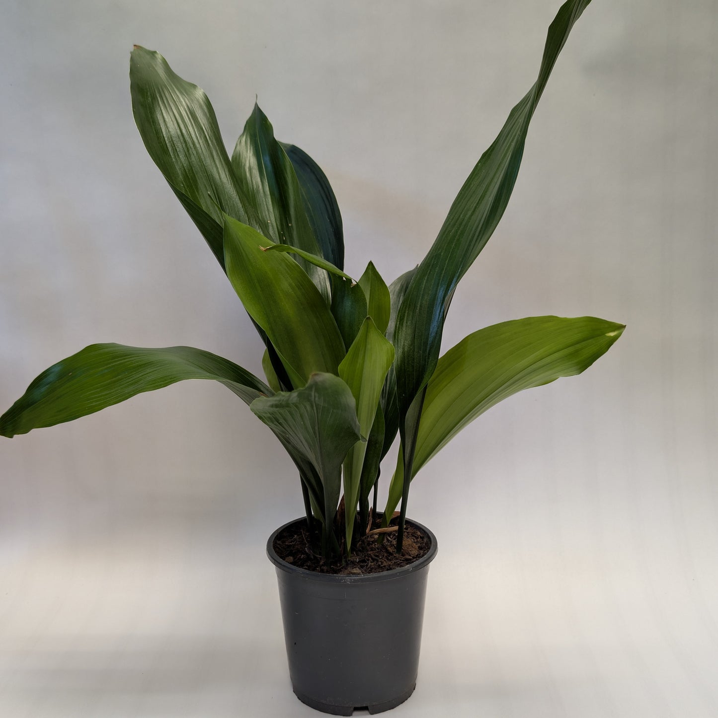 Aspidistra - 13cm