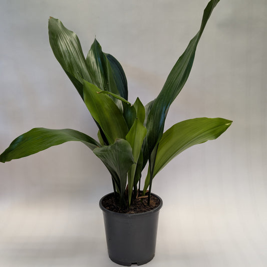 Aspidistra - 13cm
